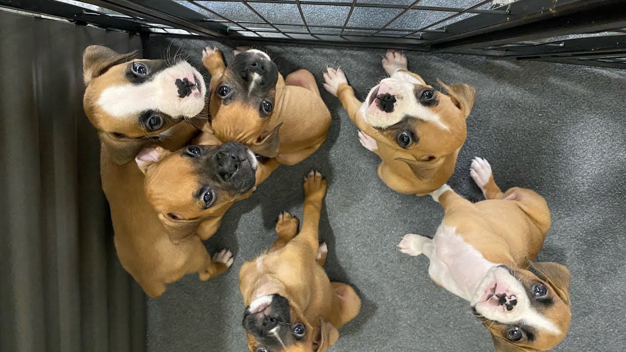 Pups 7 Weeks update! 