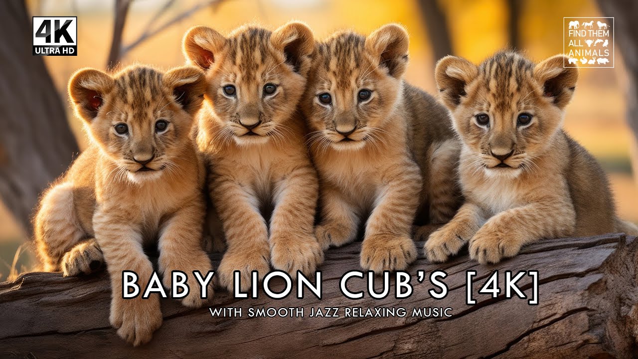 RELAX with 4K Ultra HD Video of Baby Lion Cubs and Smooth Jazz Music