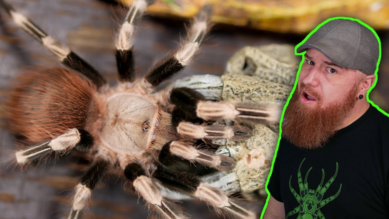 Vitalius chromatus Care Guide: What You NEED To Know About the Brazilian Red and White