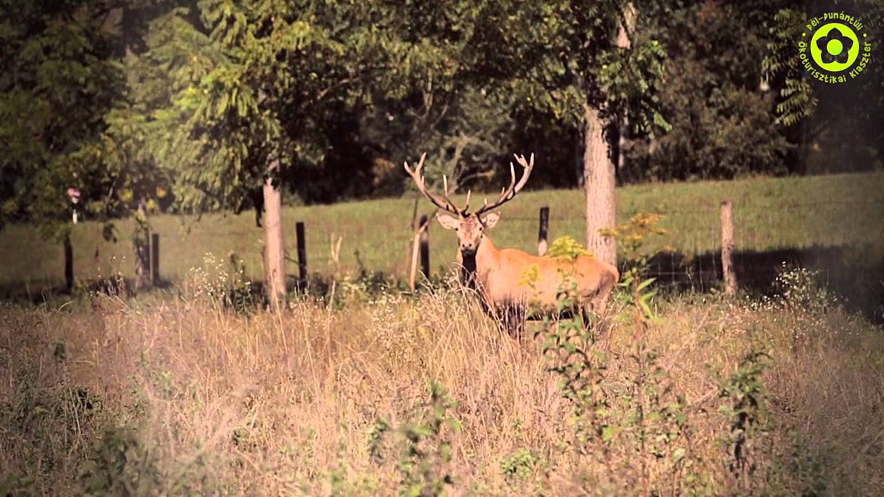 Ökoturizmus a Dél-Dunántúlon - Gyere gyalog!