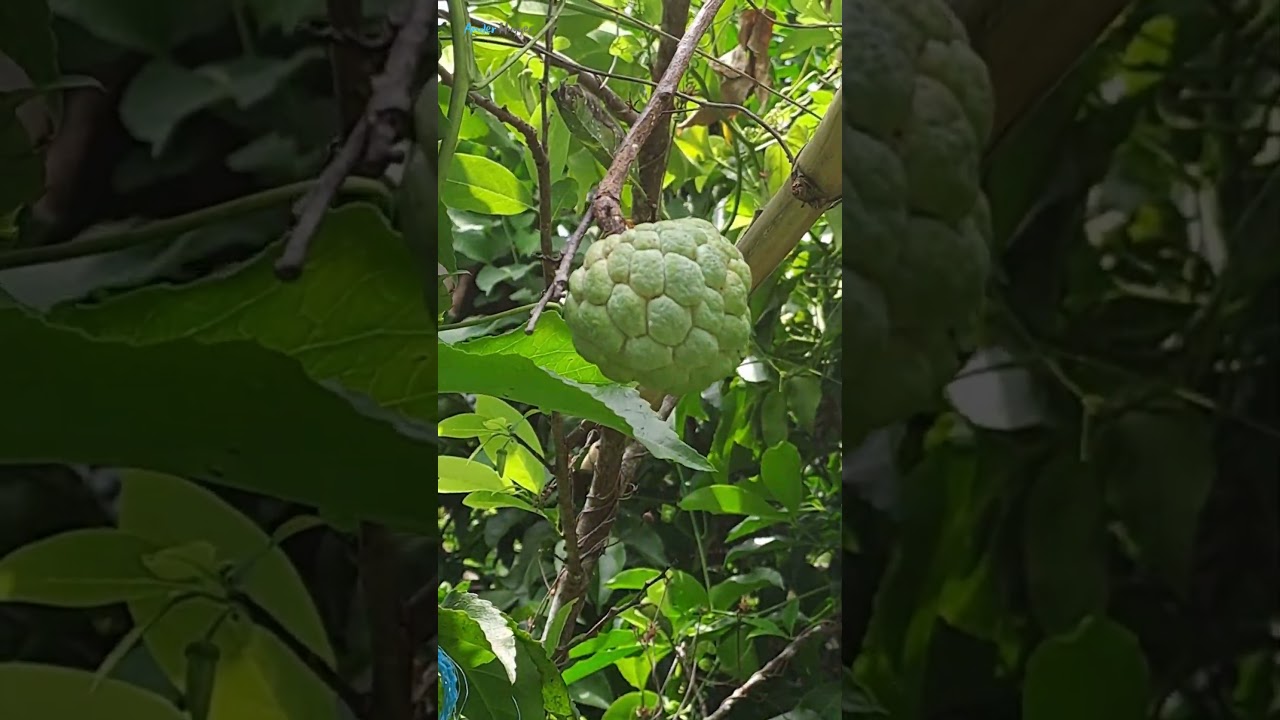 A Visit to Romblon: Marble Capital of the Philippines #mimaropa #islandlife #foods #music