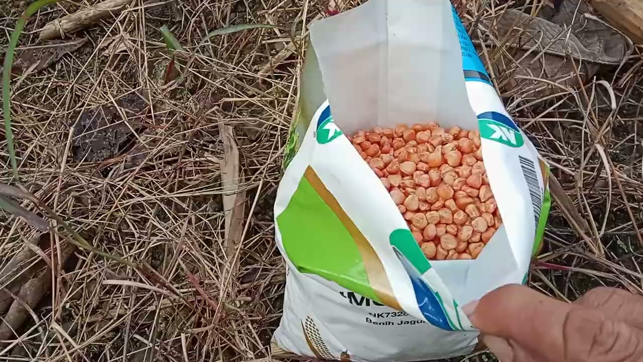 Pertama kali menanam jagung NK Sumo SAKTI