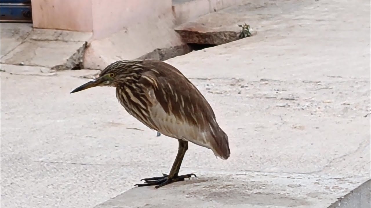 A mysterious bird spotted 