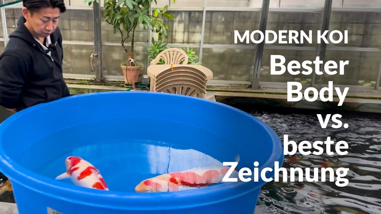 Makoto erklärt seine besten Sansai Ginrin Kohaku | Modern Koi Blog #7060
