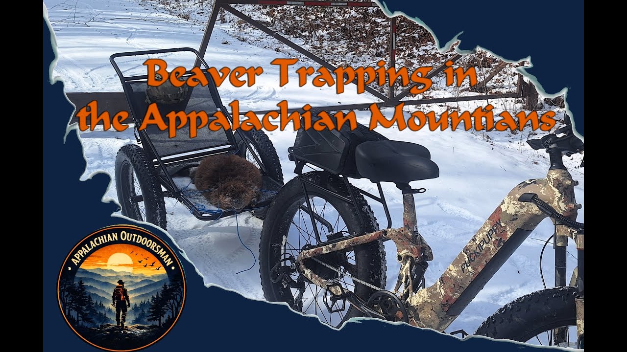 Beaver Trapping in the Appalachian Mountains