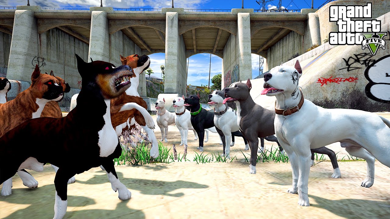 PİTBULL AİLESİ KÖTÜ BOXER AİLESİNİN EVİNİ BASIYOR! - GTA 5 PİTBULL'UN HAYATI