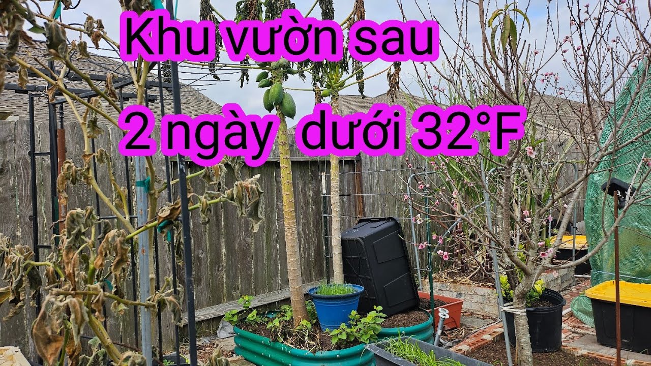#644:Kiểm tra lại vườn xem có hư hại nhiều hay ít sau 2 ngày đông đá. 