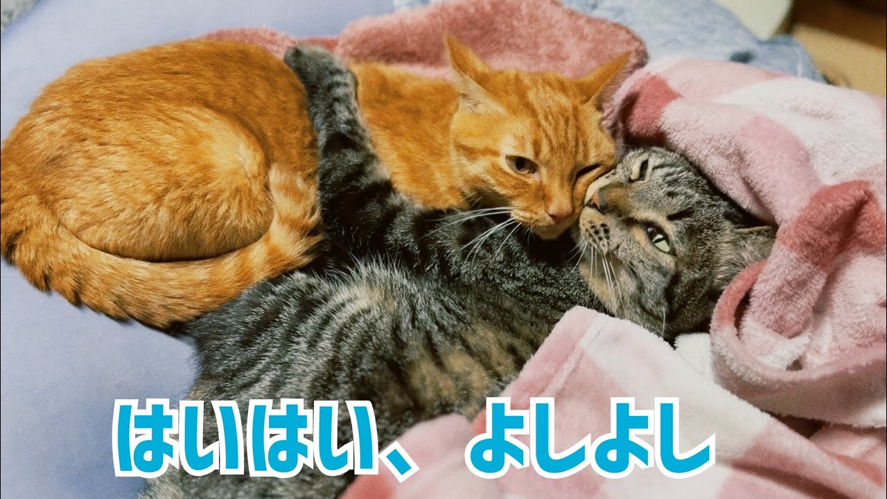 甘える妹を条件反射であやす猫　Kuu Comforting His Baby Sister Is Second Nature