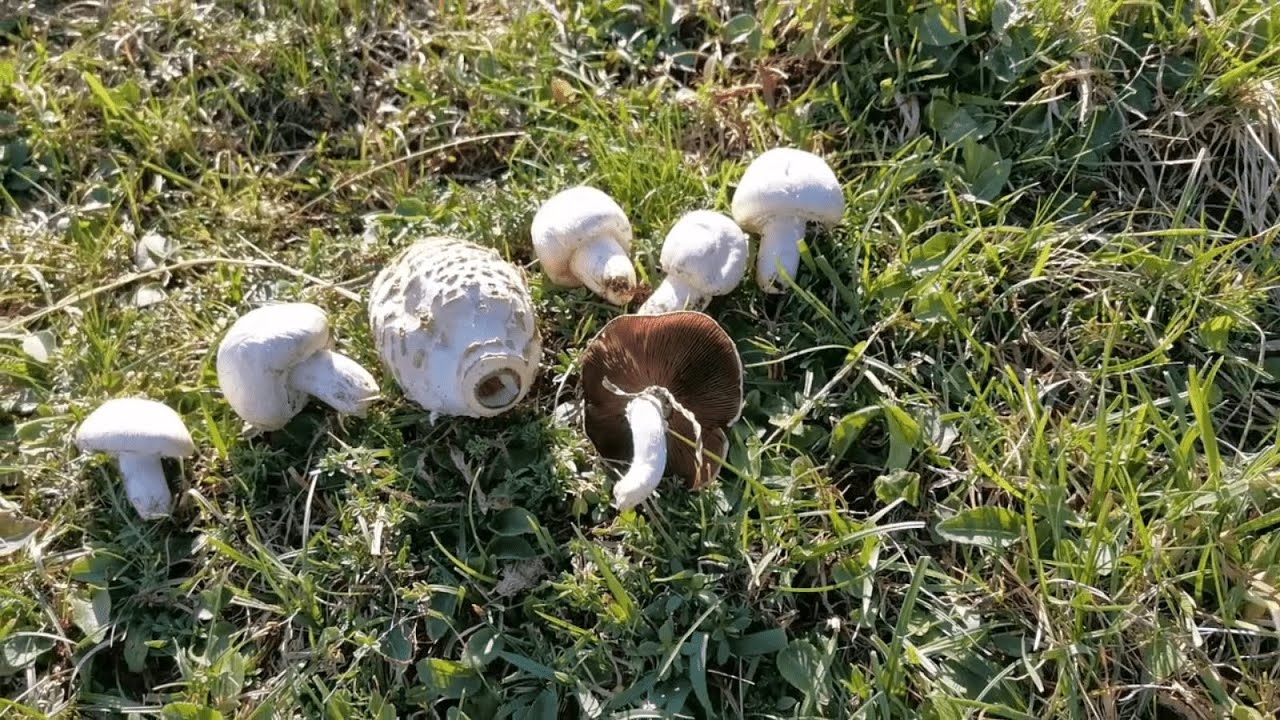 I funghi dei prati: prataioli, turini, mazze di tamburo e vesce