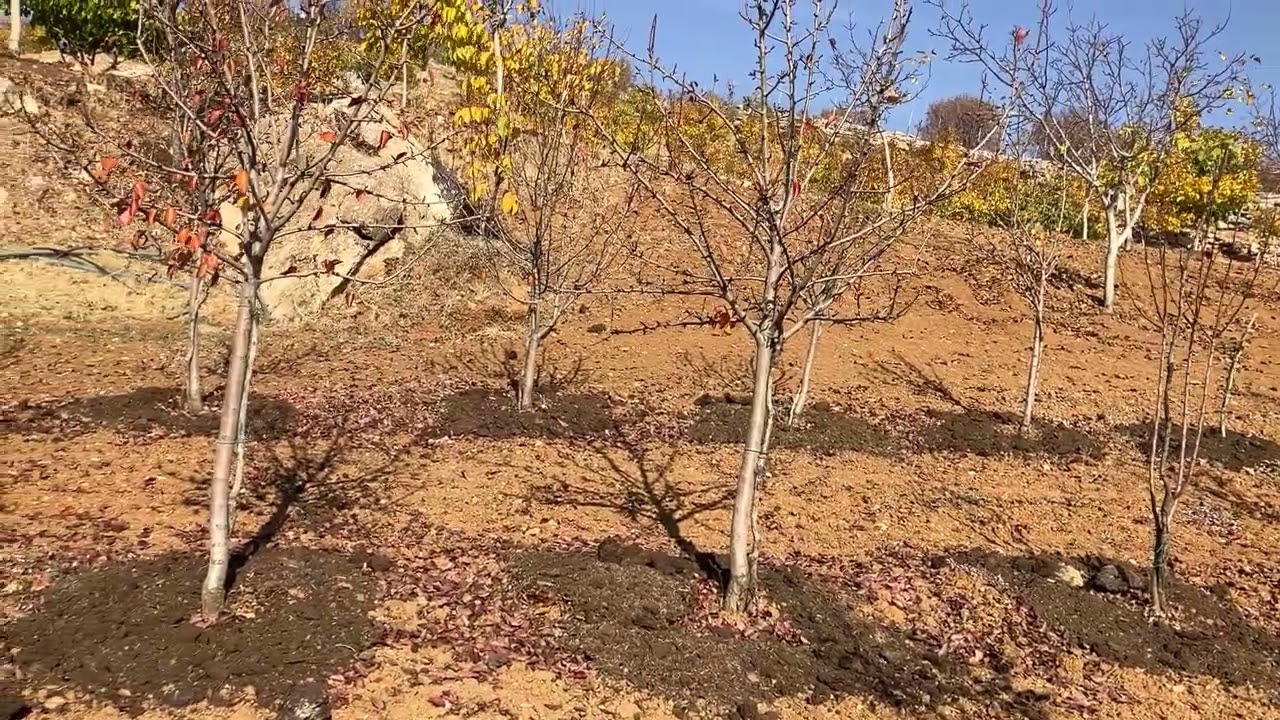 Çiftçilerin sonbahar bakımı merkezi ve yerelyönetimde son 20 yılda keyfi yönetim ve çiftçiler zorda