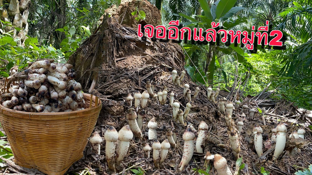 เจออีกแล้วหมู่ที่2!!!เห็ดโคนหลวงดอกพอดีสวย!!!เรียงเต็มไปหมดงัดอีกจนล้มตะกร้าา(14/10/67)