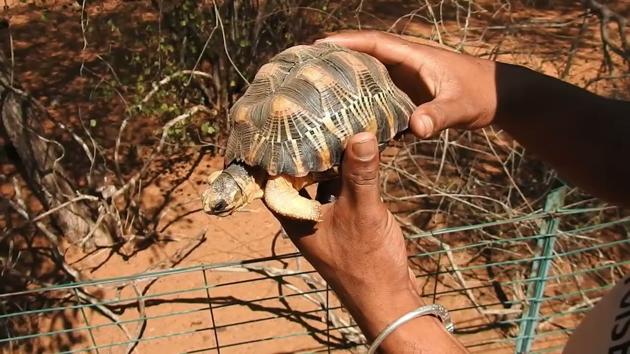 Madagascar: Zombitse Ifaty Spiny Forest Antananarivo
