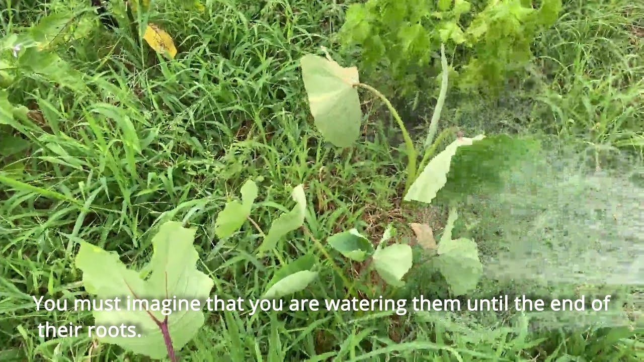 Tending Vegetables in the Japanese Heat
