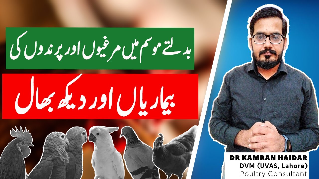 Chicken Diseases & Management with Changing Weather | 10 Important Points & Disease of Birds