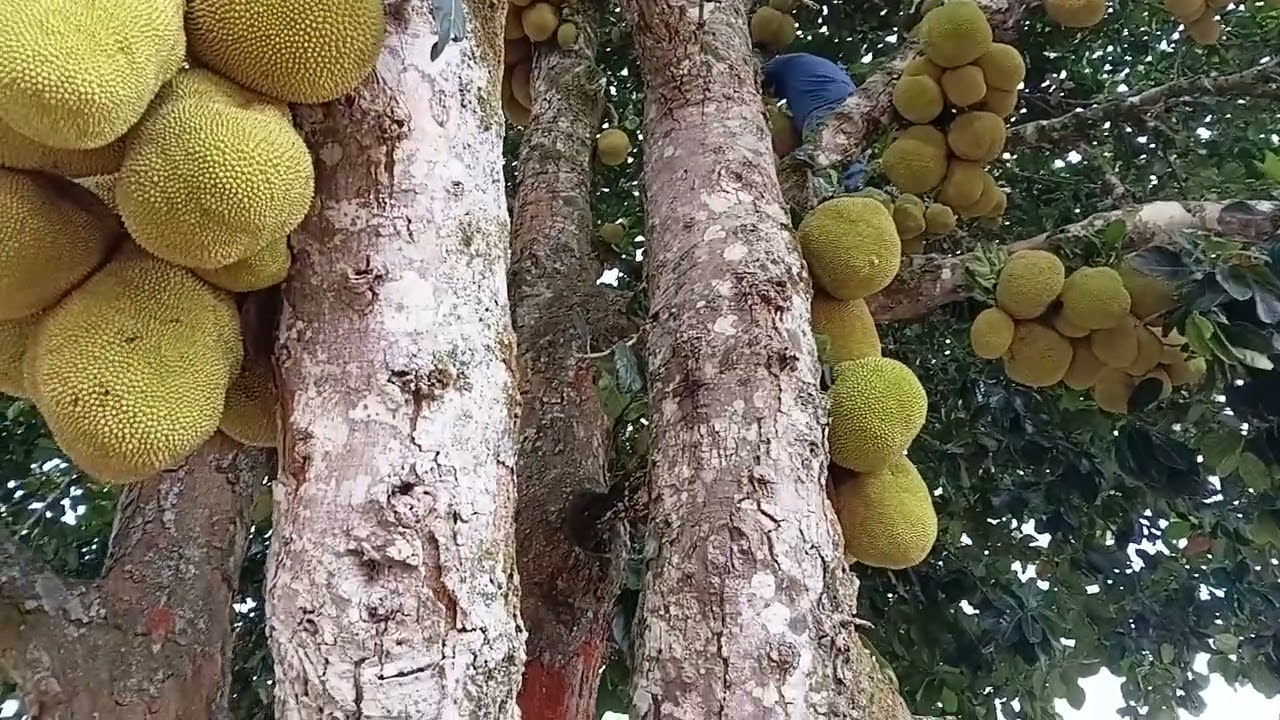 Muito bom jaca 