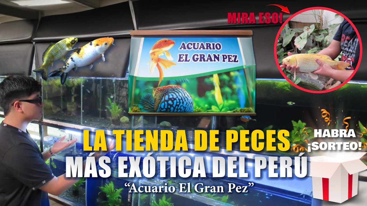 TIENDA DE PECES MÁS  EXÓTICA DE LIMA 😳  🐠 Rarezas 🦎 ACUARIO EL GRAN PEZ  "Hay De Todo"  BOMAX IA 