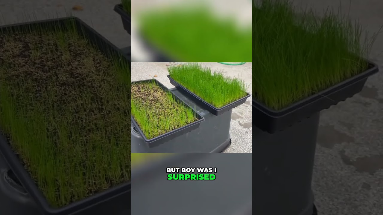 Pre-Germinated Grass Seed vs Regular Seed: Surprising Results Revealed