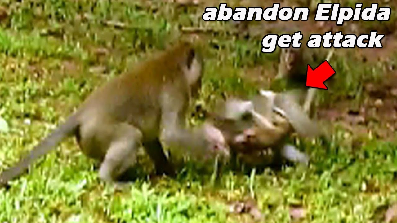 Breaking news! poor abandoned Elpida & Albeto get seriously attack by big monkey