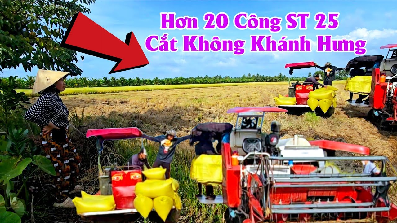 3/3 Cắt 20 Công Lúa ST 25 Xả Khánh Hưng Cà Mau #ngườicàmau