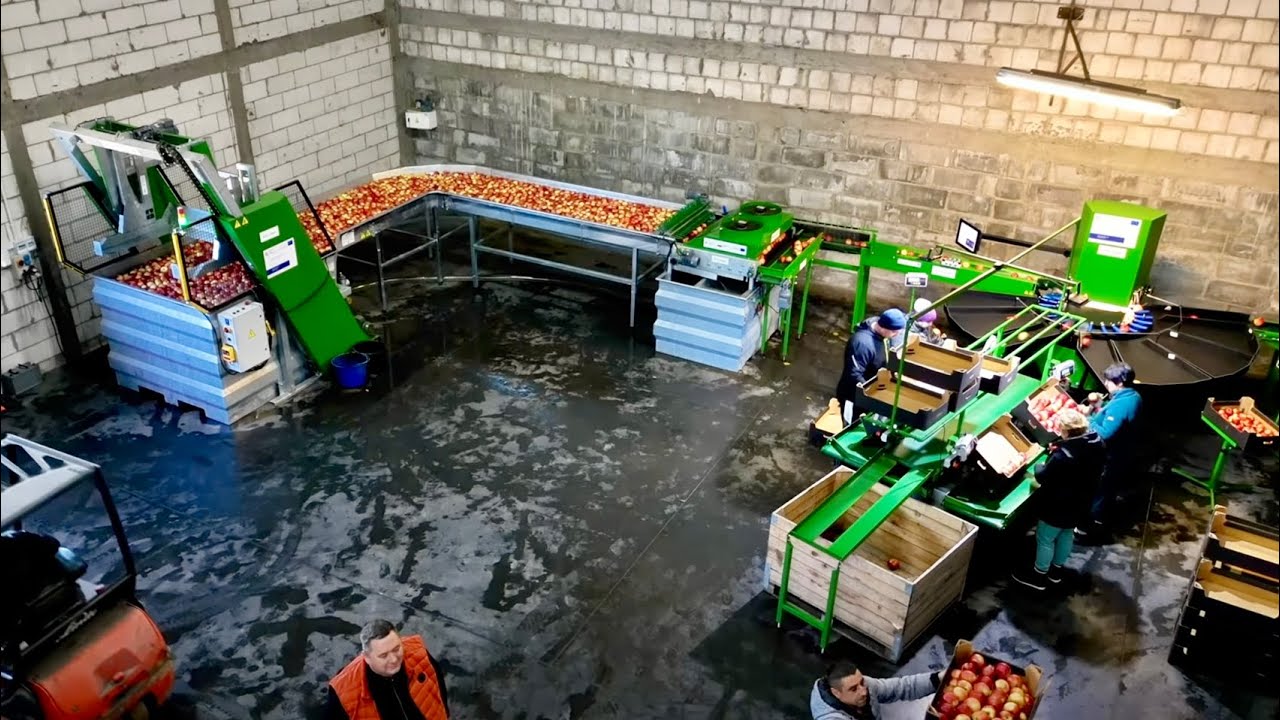Sortownica za 20% ceny w ramach Rolnictwo 4.0. Wizyta w gospodarstwie sadowniczym Państwa Grądziel