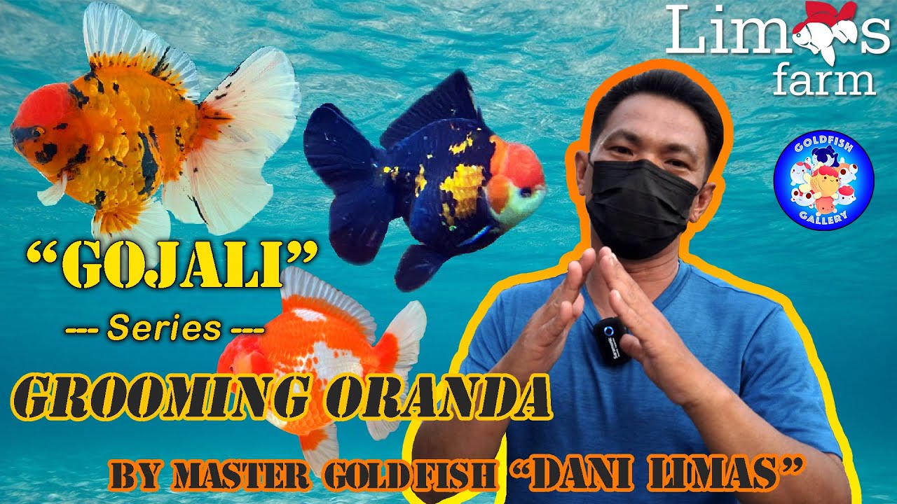 TIPS GROOMING ORANDA CHAMPION 