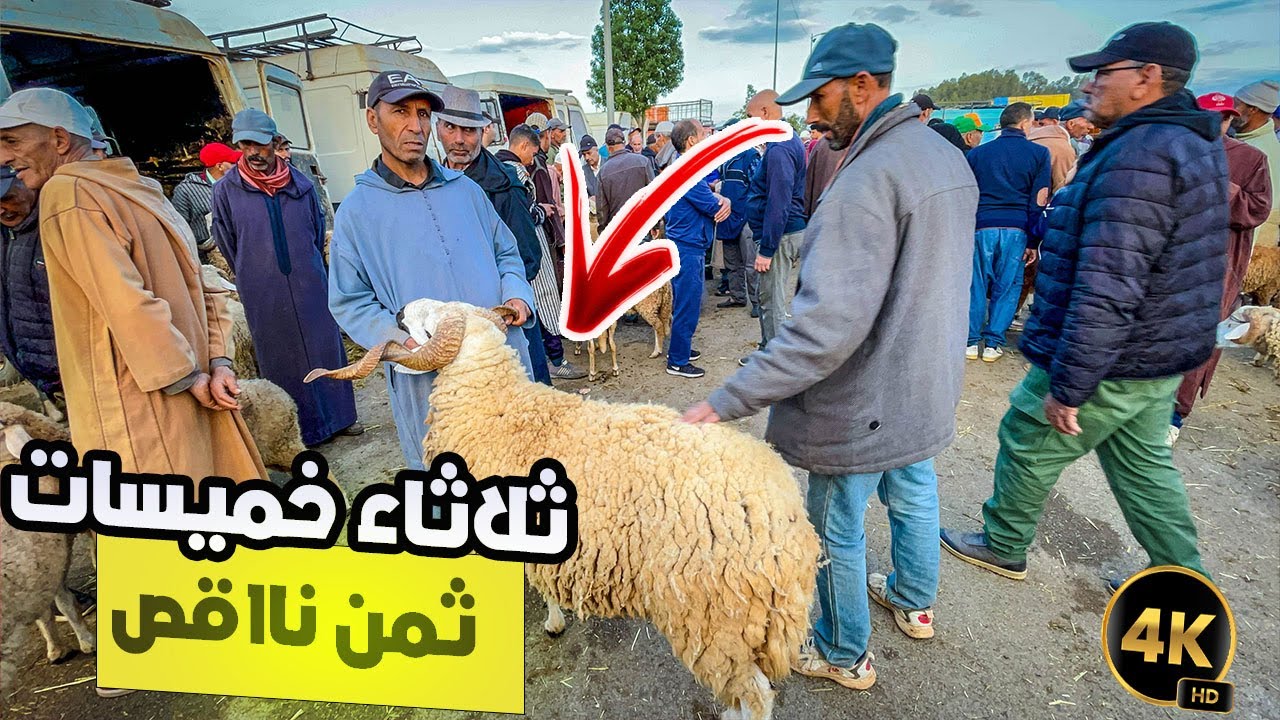 أثمنة الغنم سوق الخميسات اليوم الثلاثاء 11/06/2024 سوق ديال دراوش حجرة وضوء الخير موجود و شاري مرتاح