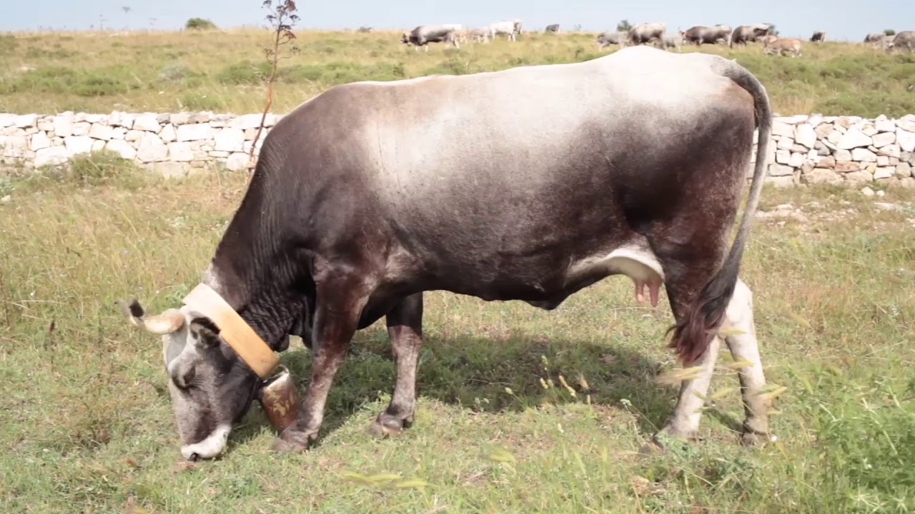 On the roads of Basilicata. Sulle rotte della transumanza