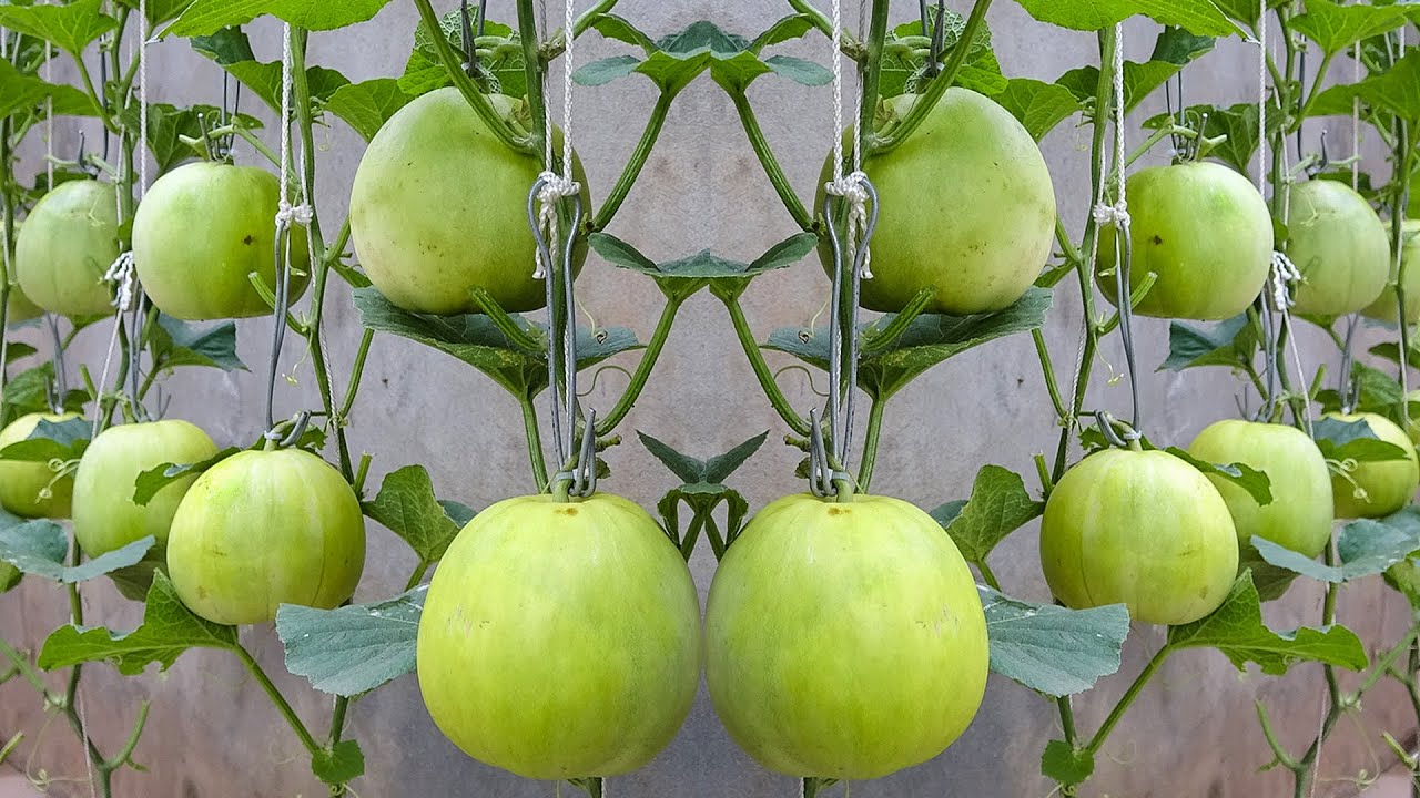 It's easy to grow honeydew melon in bag of soil at home, big and sweet fruit