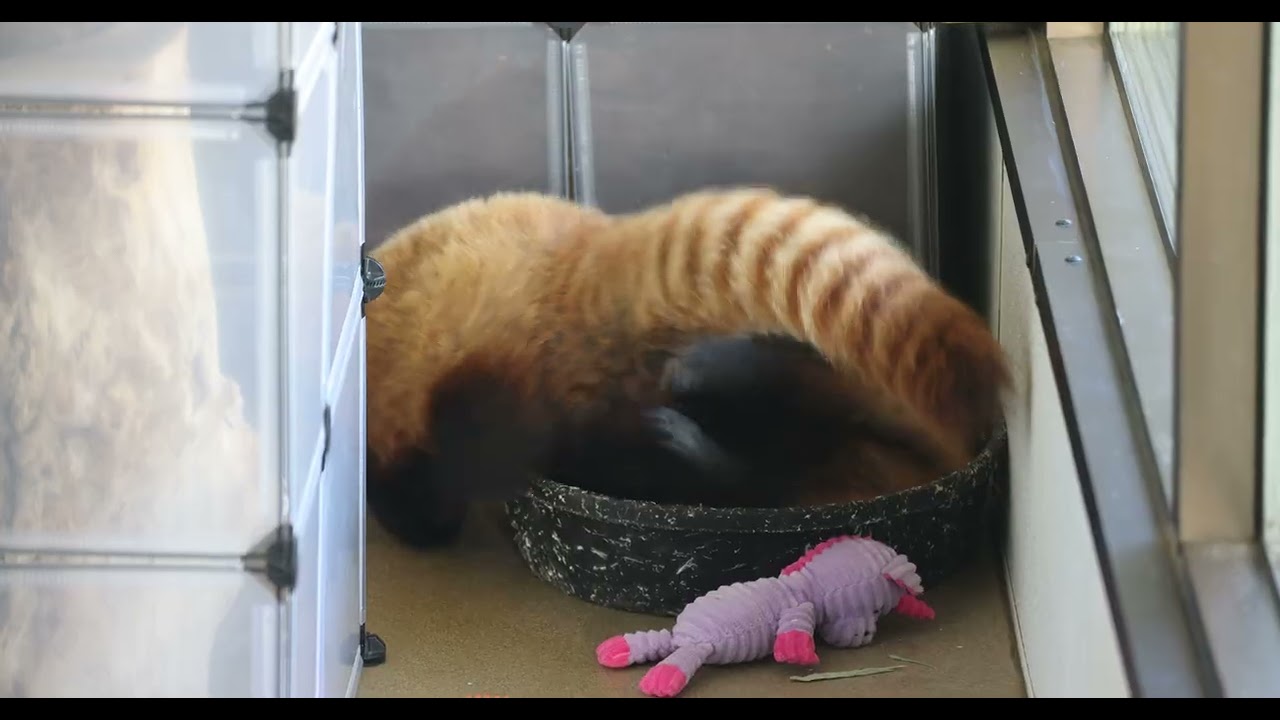 Baby Red Panda and the Battle of Buffalo