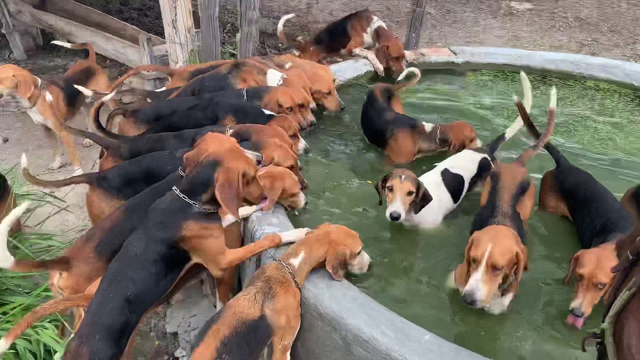 Manejo de quarentena, canil Negreiros !!!