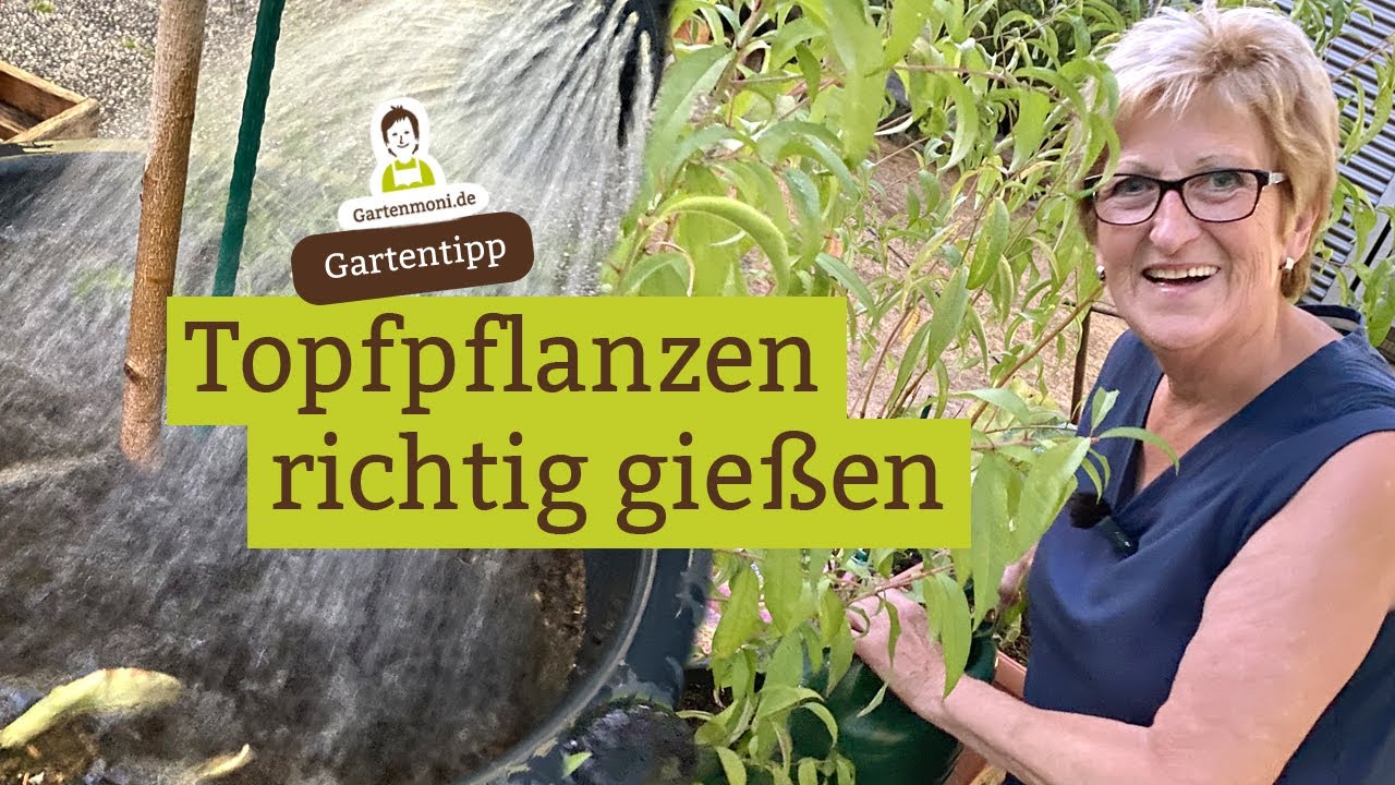 Topfpflanzen richtig gie&szlig;en - Ausreichend Wasser f&uuml;r K&uuml;belpflanzen. Bei Zweifel: Finger-Trick!