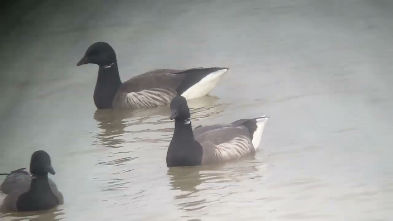 Dark-bellied Brent Geese (Branta Bernicla) - Reculver, Kent UK. 1st February 2026 #Birding #Kent #UK