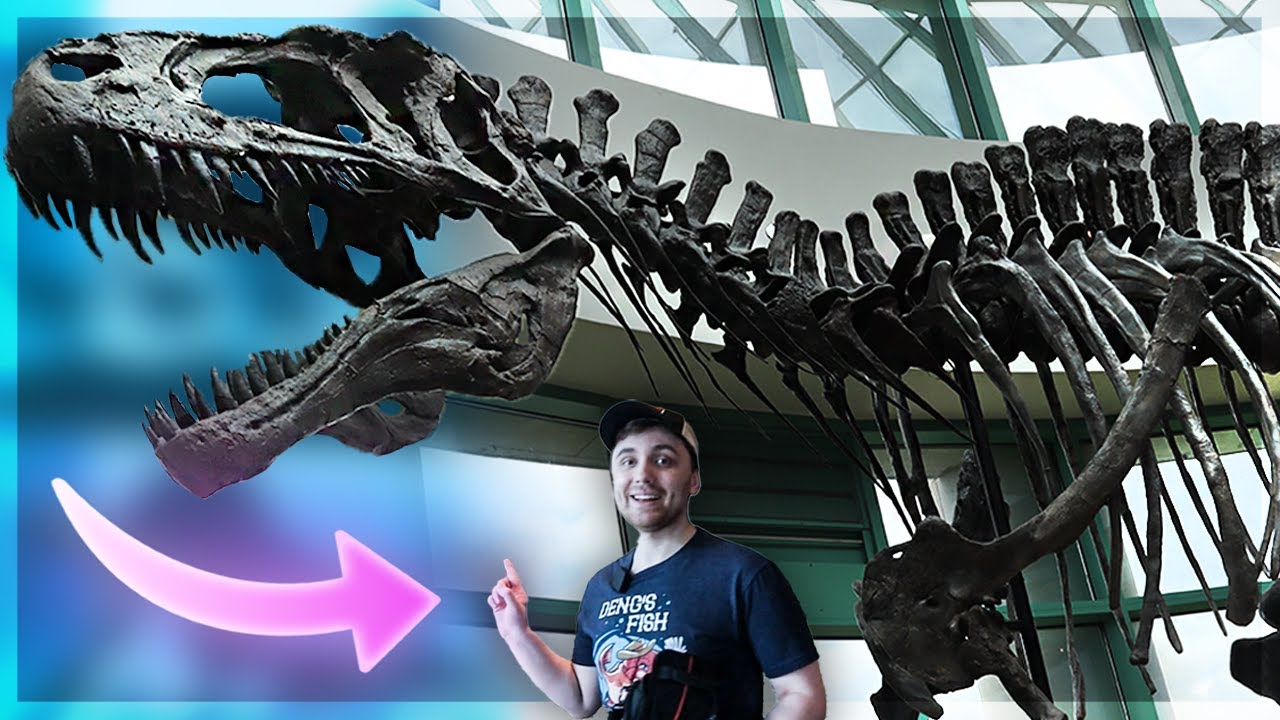 🦴 Meeting ACROCANTHOSAURUS! [+Dueling Dinos!]