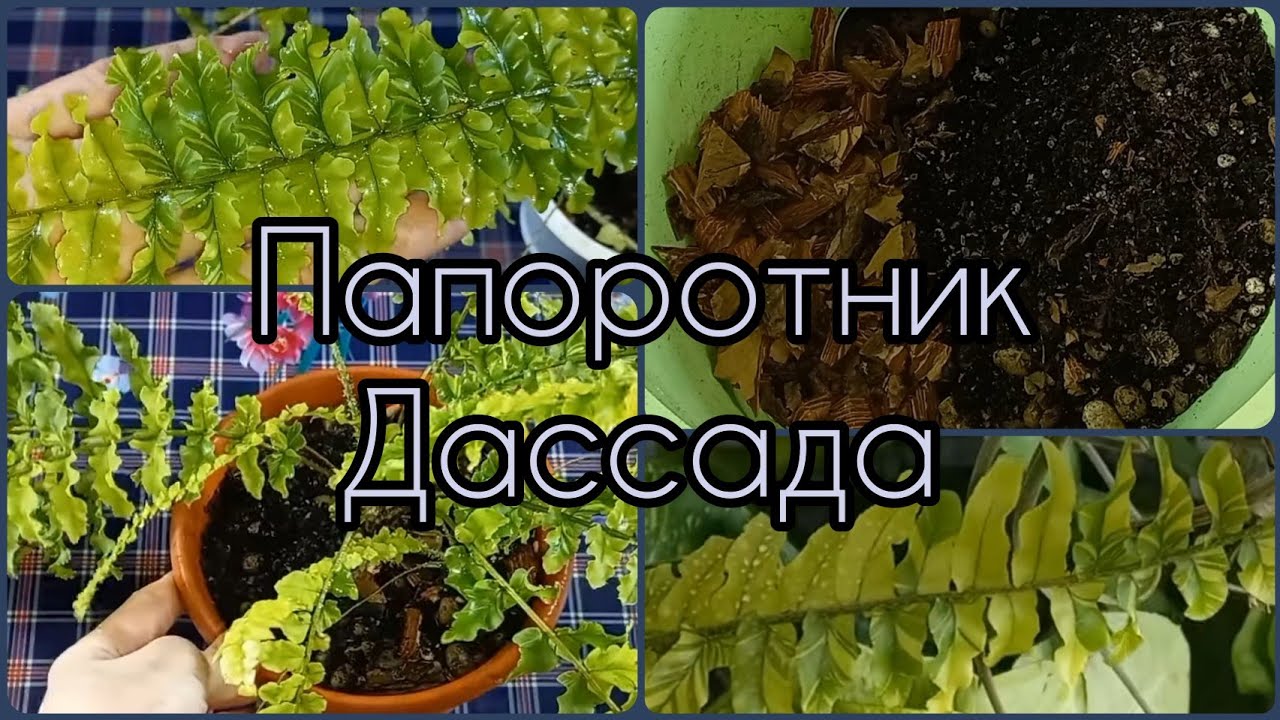Папоротник Нефролепис Дассада🍀Пересадка🌸Состав грунта🍀Подбор условий содержания🌸Уход🍀Свет🌸Влажность