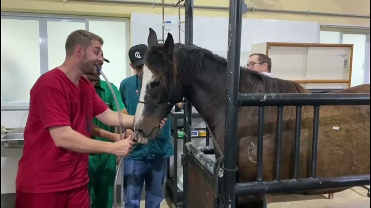 Sondagem nasogátrica em cavalo