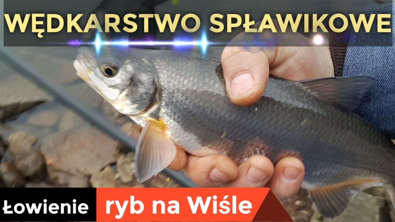 Wędkarstwo spławikowe | Wisła łowienie ryb i Wiślana Certa | Zima nad rzeką