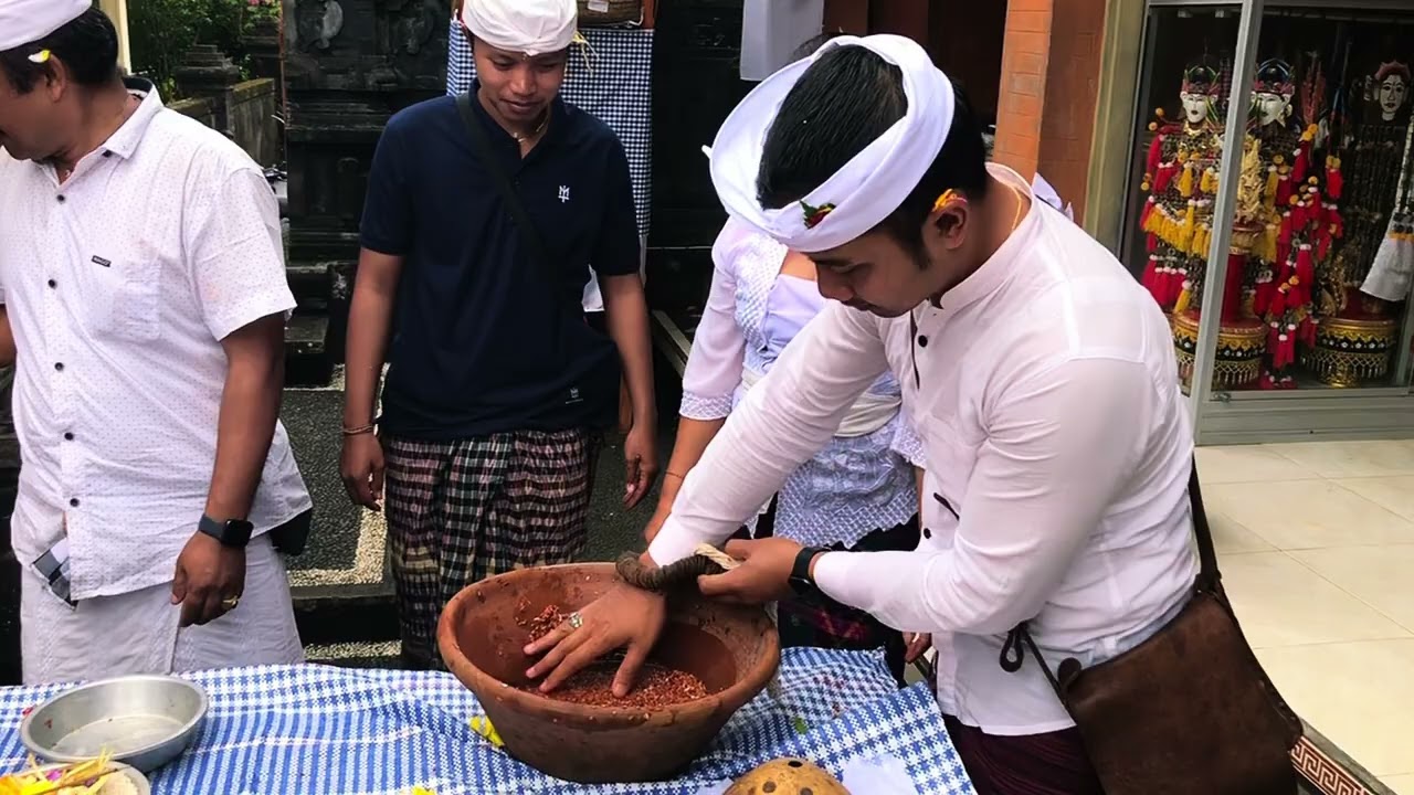 Odalan dadia Bendesa Manik Mas #taksubali #tradisi #viral 