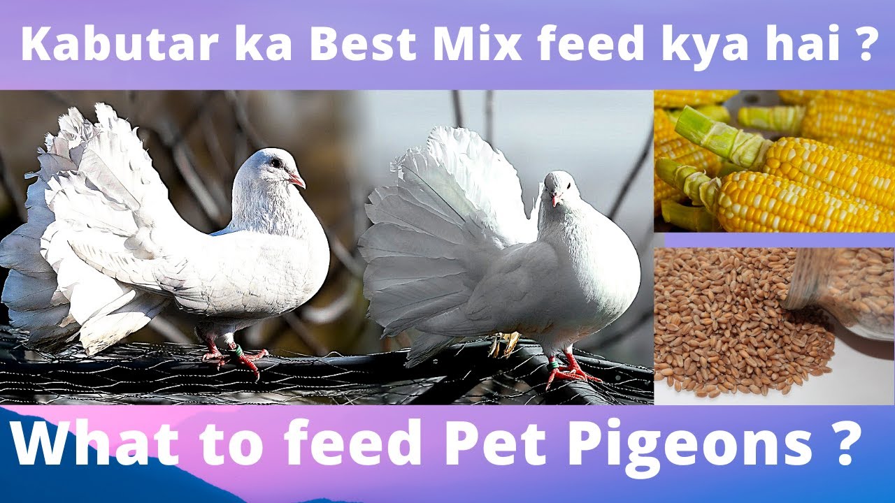 Best Pigeon Food | Kabutar ka Aacha feed kya hai |Mix dana kabutar ke liye | Healthy feed for pigeon