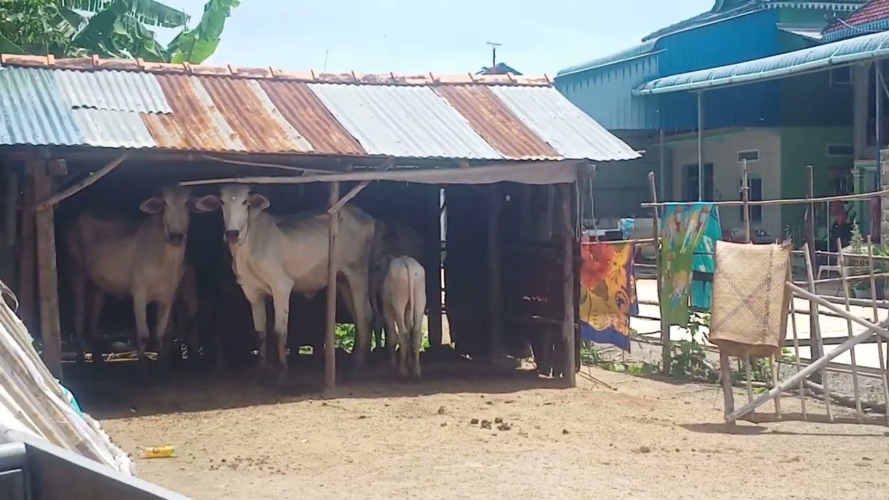 Cows🇰🇭🐂🌾