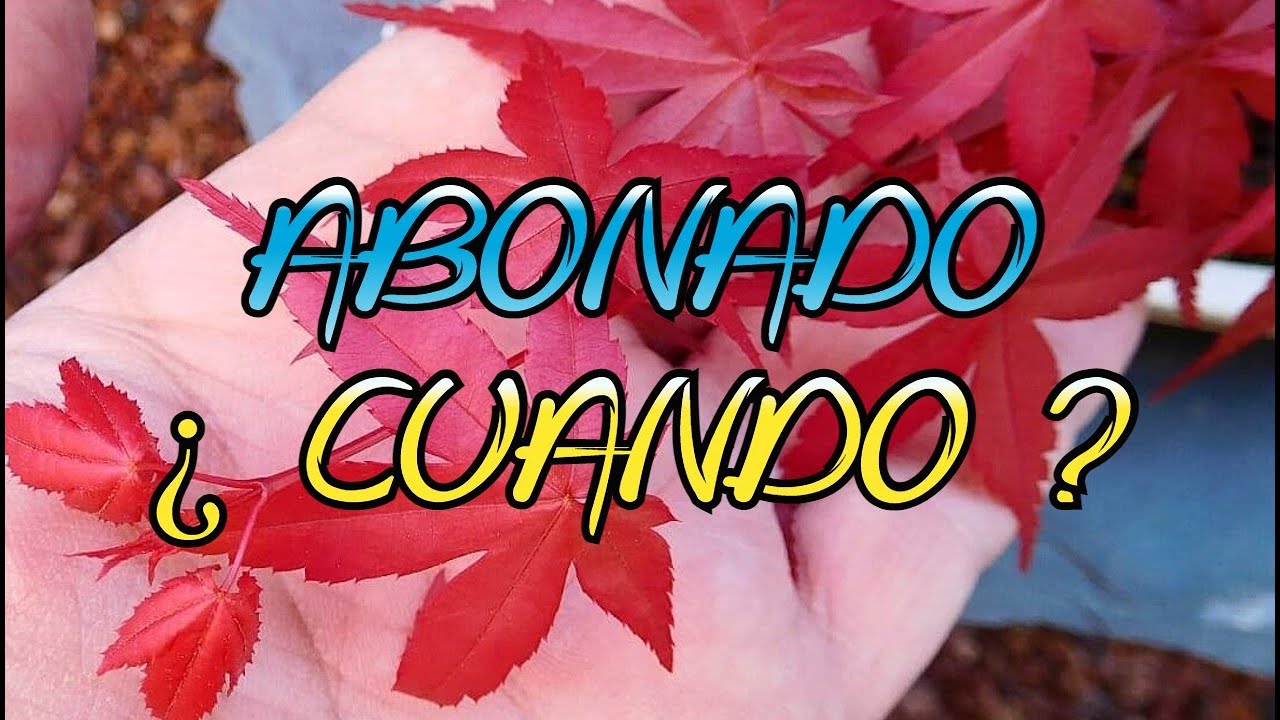 Acer Palmatum - Abonado