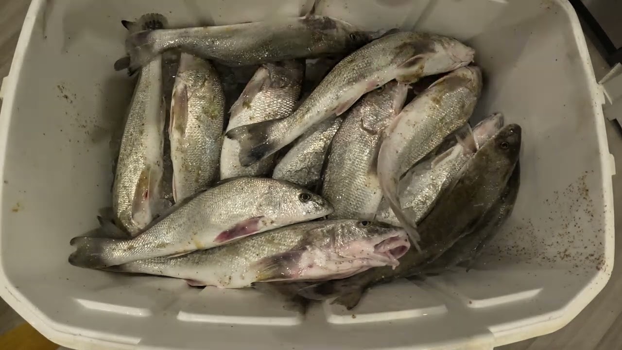 Meat trip #beach #fishing #flaglerbeach  #surffishing #surfcasting .