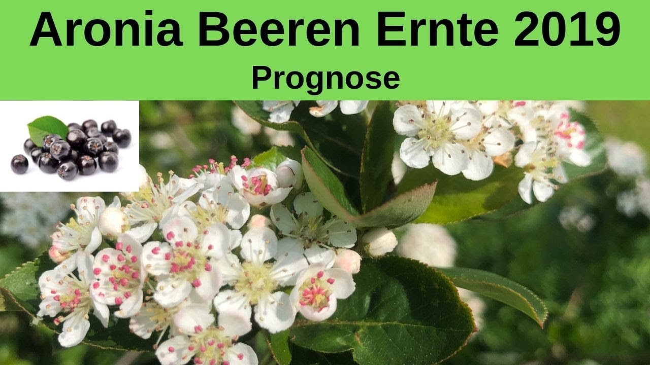 ⭐⭐ Aronia Beeren Ernte 2019 Prognose - Gutes oder schlechtes Aronia Jahr?
