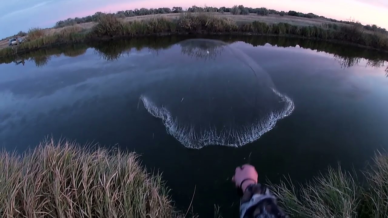 Вечерние караси. Кастинговая сеть 6 метров.