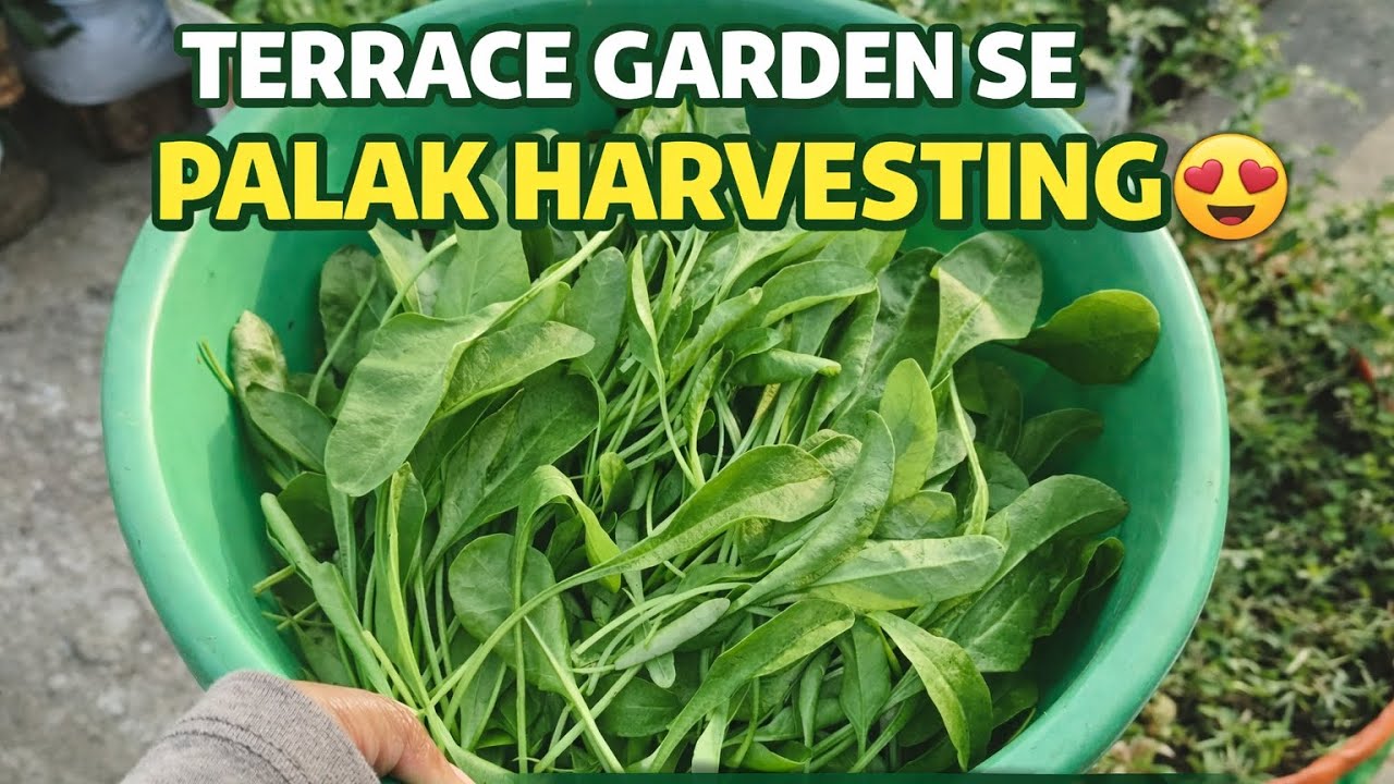 Terrace Garden Se Fresh Palak Harvesting 😍 | Ghar Ki Organic Palak #meenaorganic #palak #garden 