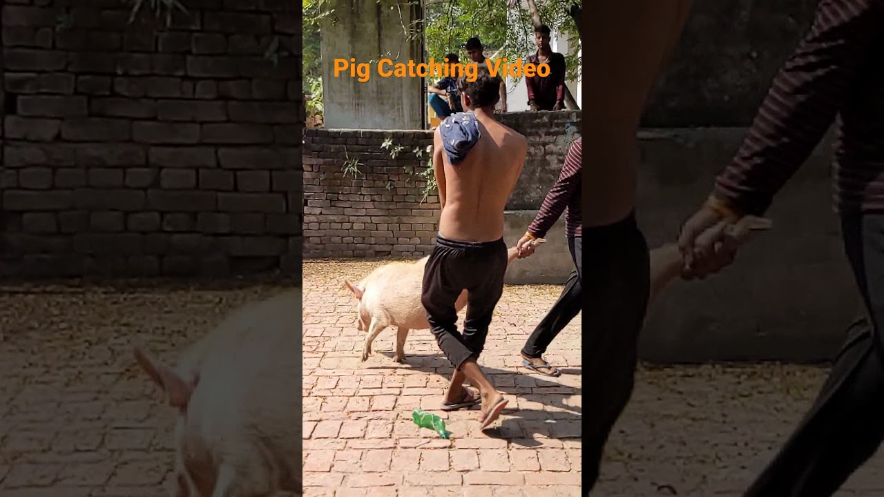 Pig Catching Video