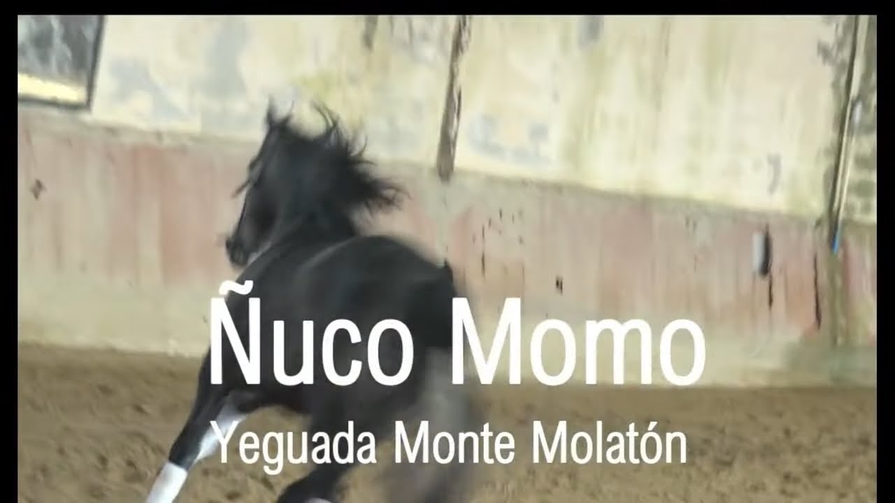 Sell PRE Andalusier ÑUCO MOMO