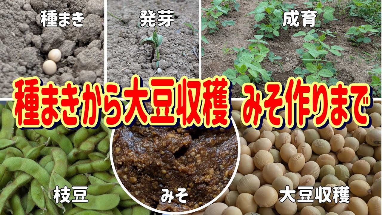 自分で作れる手前みそ！もう止められない！美味い！自給自足農園#14