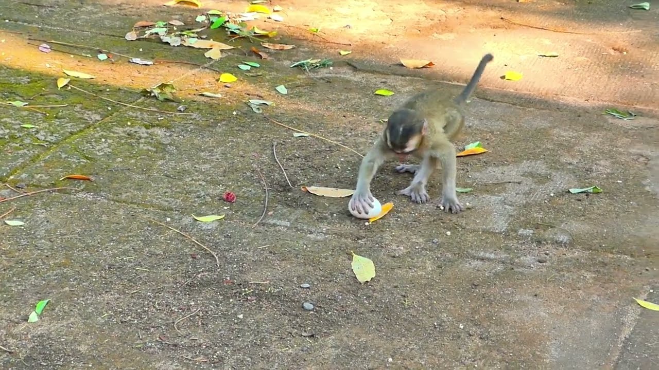 Curious Baby Monkey Cracks Sacred Eggs for a Snack