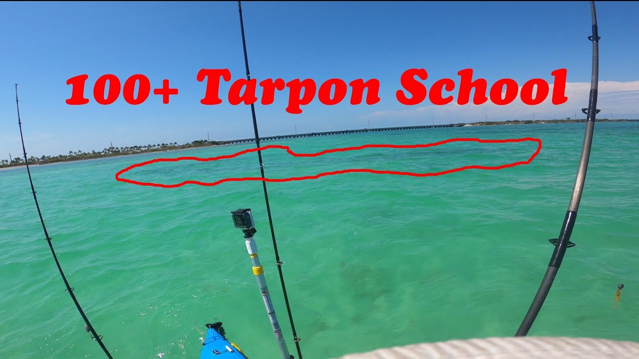Their Here!  First Atlantic Side Tarpon School.  100+ School.