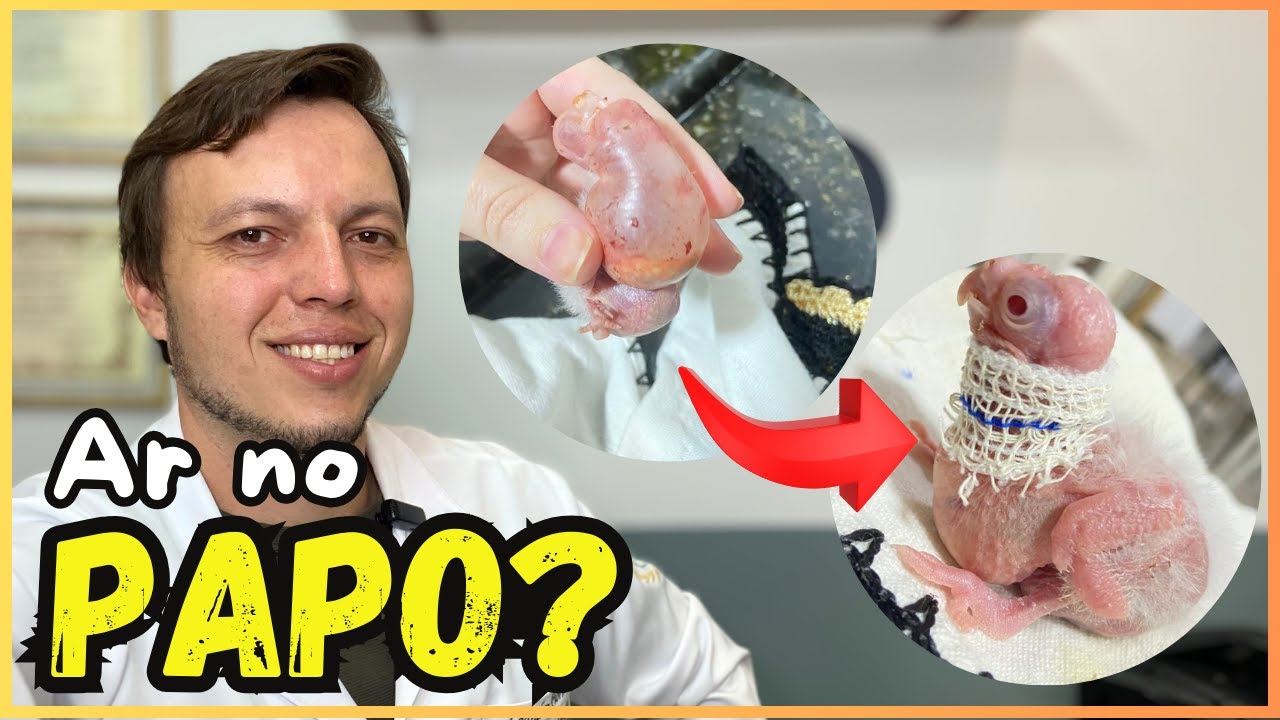 FILHOTE BALÃO OU AR NO PAPO? COMO SALVAR ESSA CALOPSITA?